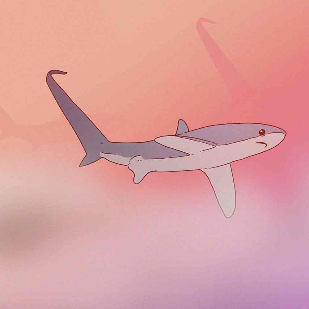 common thresher shark